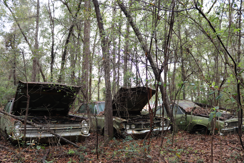Illustration for article titled GHOST CARS ROTTING IN THE MISSISSIPPI SWAMP